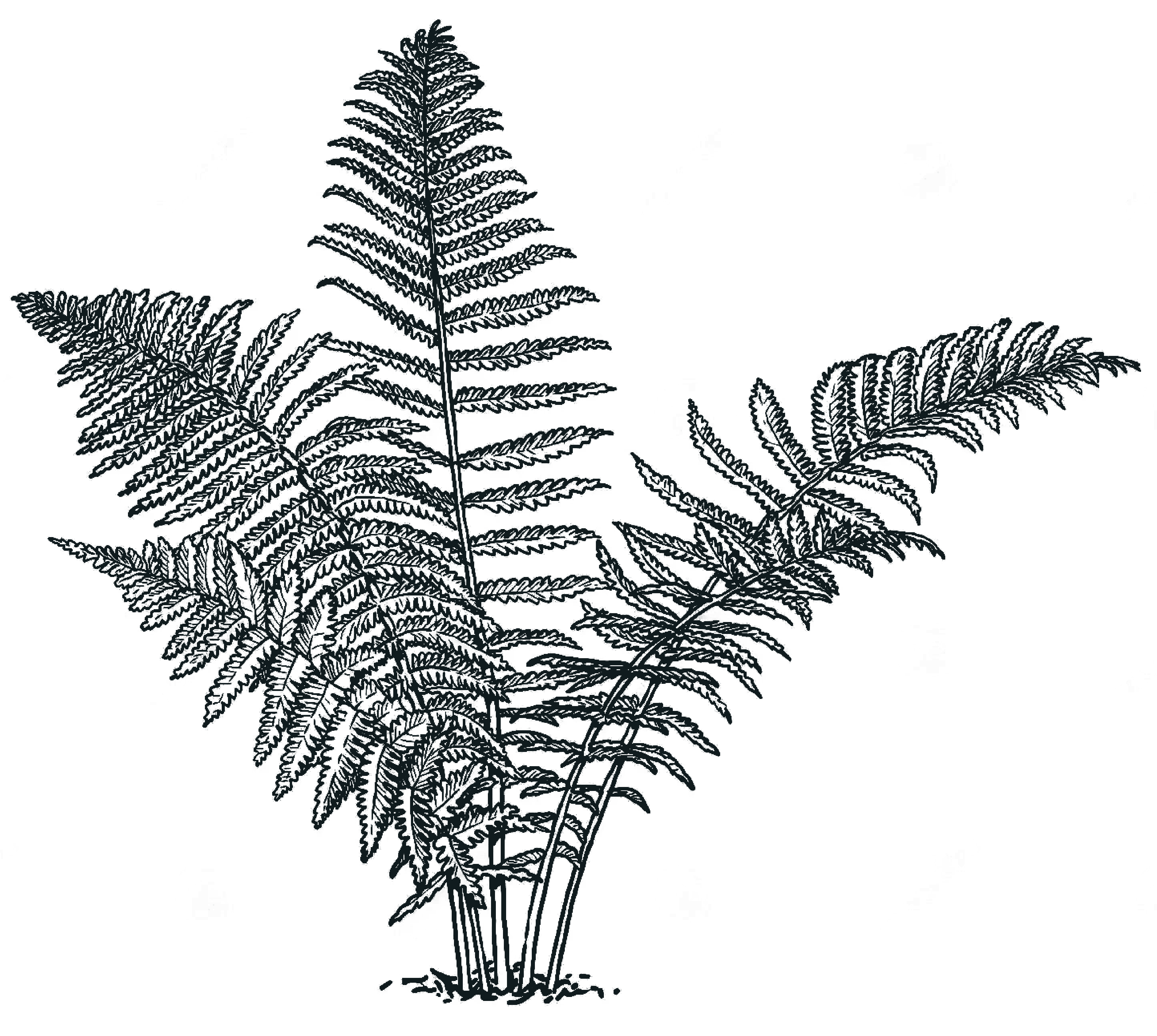 fern
